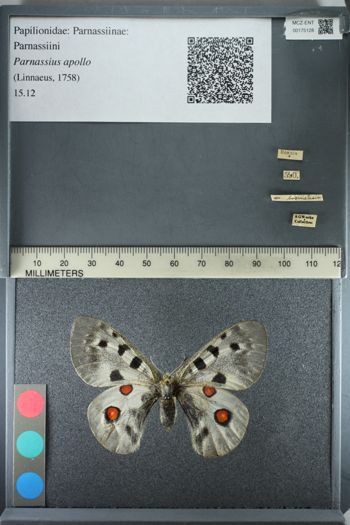 Media type: image;   Entomology 175128
